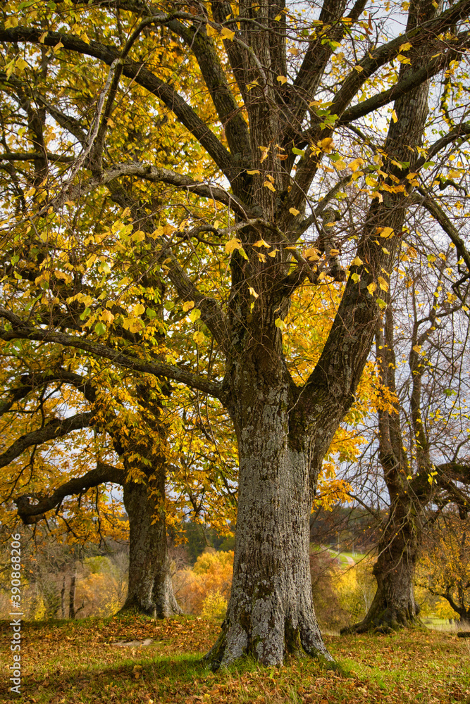 November Spaziergang im Herbst, bunte Blätter, fallendes Laub, Natur von ihrer schönsten Seite November Spaziergang im Herbst, bunte Blätter, fallendes Laub, Natur von ihrer schönsten Seite