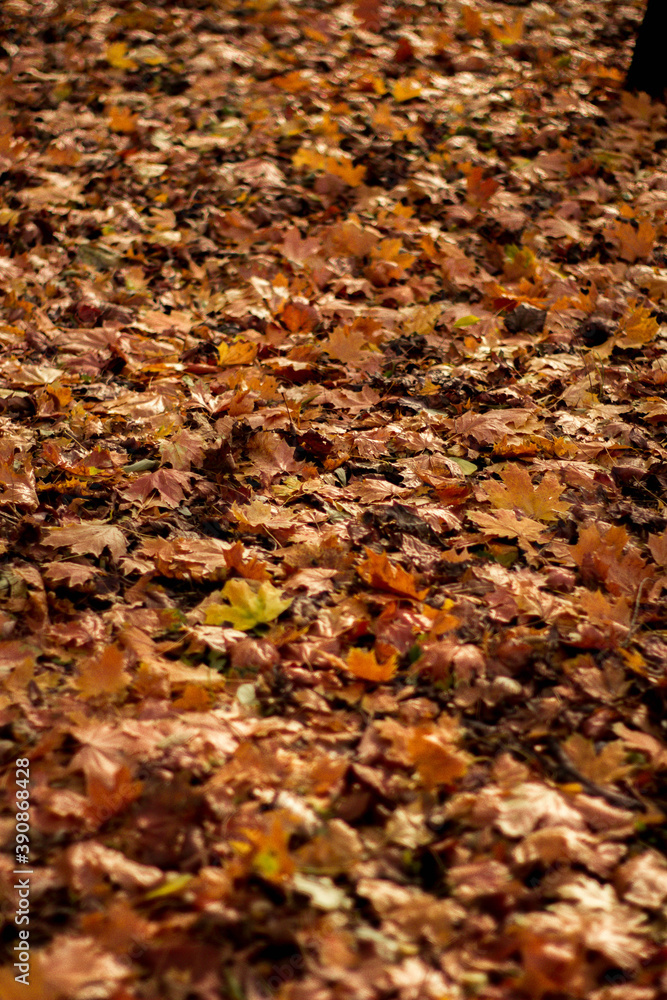 autumn leaves outside, golden colors autumn leaves outside, golden colors