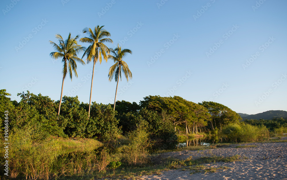 A group of three palms near a river in the mexican pacific coast with a sunny day in the background, the perfect place for take vacations