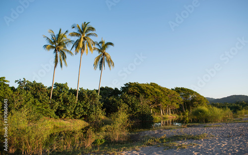 A group of three palms near a river in the mexican pacific coast with a sunny day in the background  the perfect place for take vacations