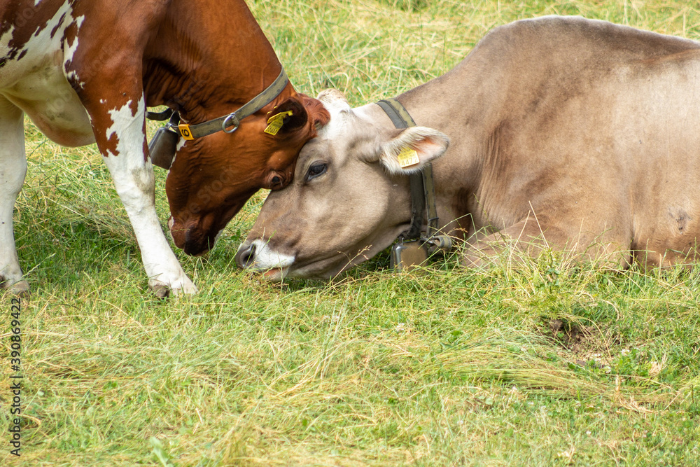 two cows touching their heads in the middle of a meadow of grass two cows touching their heads in the middle of a meadow of grass