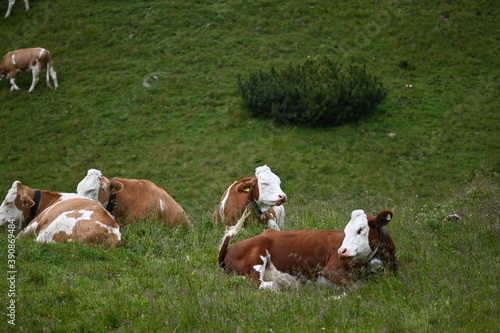 Aufstieg auf das Sonnjoch bei Achenkirch Tirol © BerndVollmer