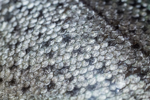 Obraz na plátně fish skin background, silvery scales close up
