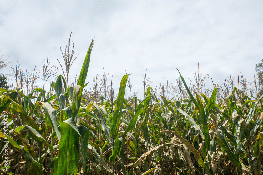 Green Maize Corn Field Plantation In Summer Green Maize Corn Field Plantation In Summer