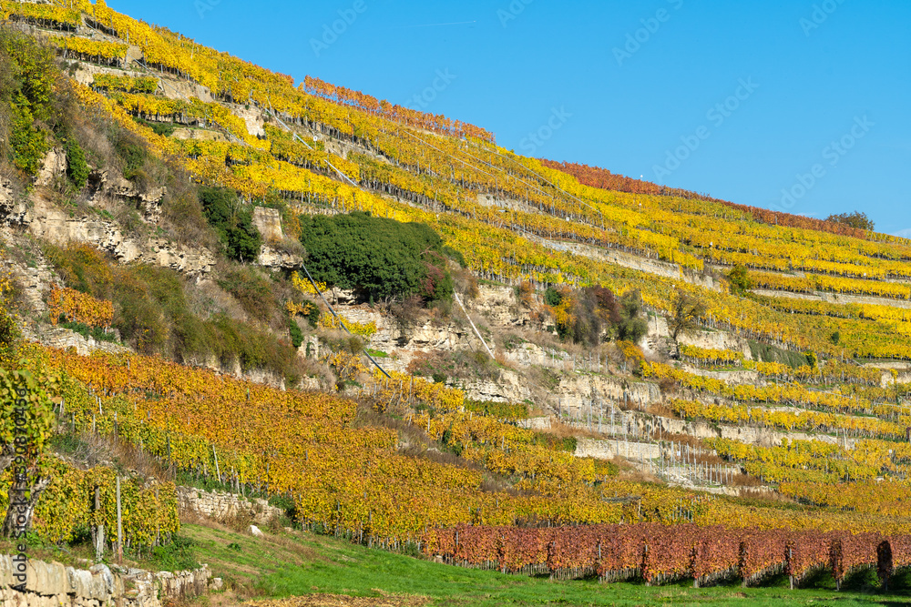 Steillagenweinbau im Herbst bei Lauffen am neckar