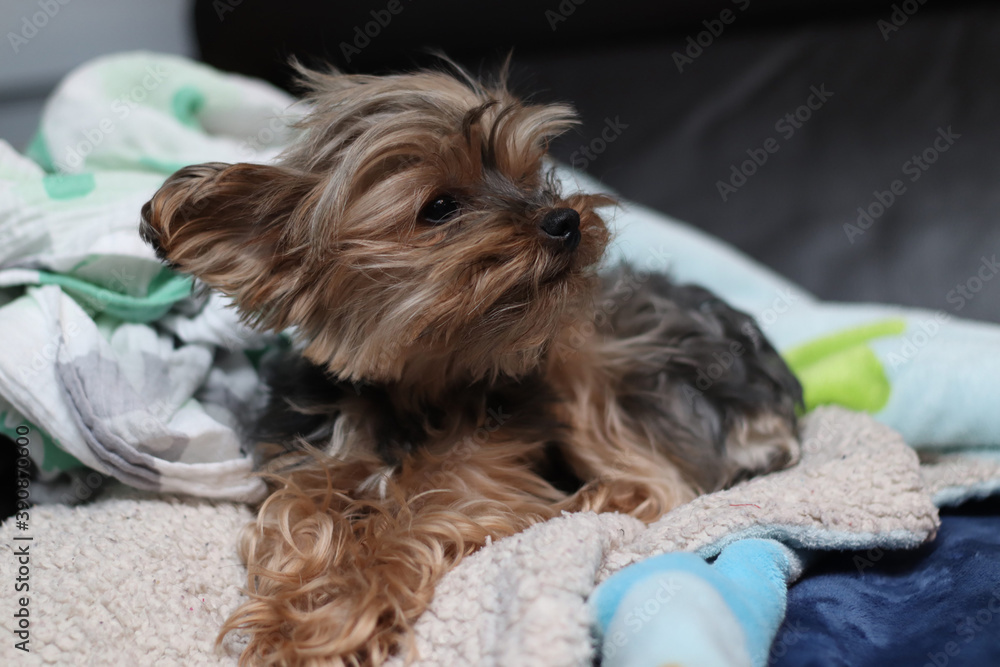 The beautiful yorkshire terrier