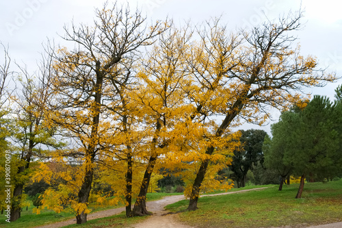 krajobraz drzewa liście park jesień kolory