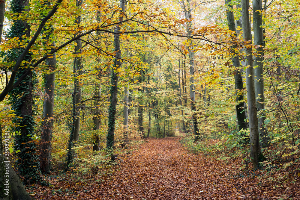 Obraz premium View of beautiful trees in the autumnal forest