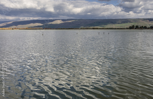 View from an observation bridge on Hula Lake nature reserve  located within the northern part of Syrian-African Rift  between Golan Heights in the east   Upper Galilee mountains in the west  Israel.