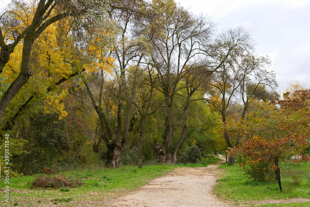 krajobraz drzewa liście park jesień kolory krajobraz drzewa liście park jesień kolory