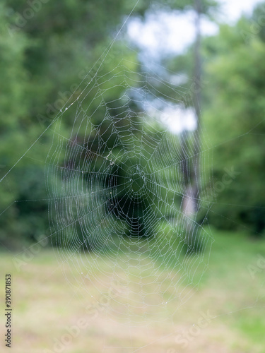 Beautiful spider web with water drops close-up. In the background a blurry summer landscape