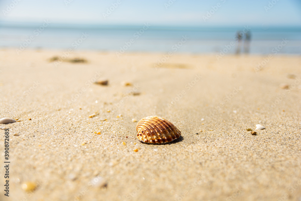 coquillage abandonné sur la plage