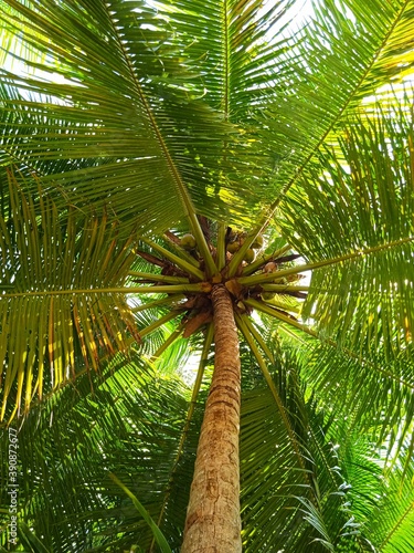 coconut palm tree