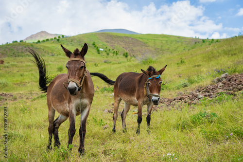 Mule in mountain trekking region - close-up portrait of mule in Iran