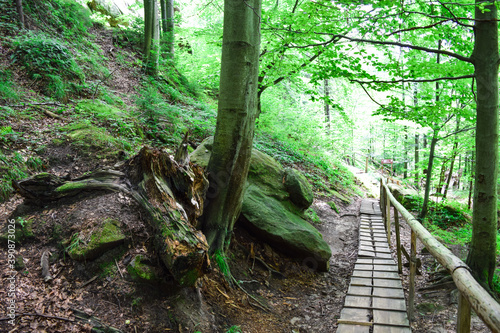 Wooden path and bridge in the forest. Eco trail among boulders and trees on a summer day. The concept of ecology  ecotourism  business