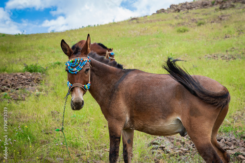 Mule in mountain trekking region - close-up portrait of mule in Iran