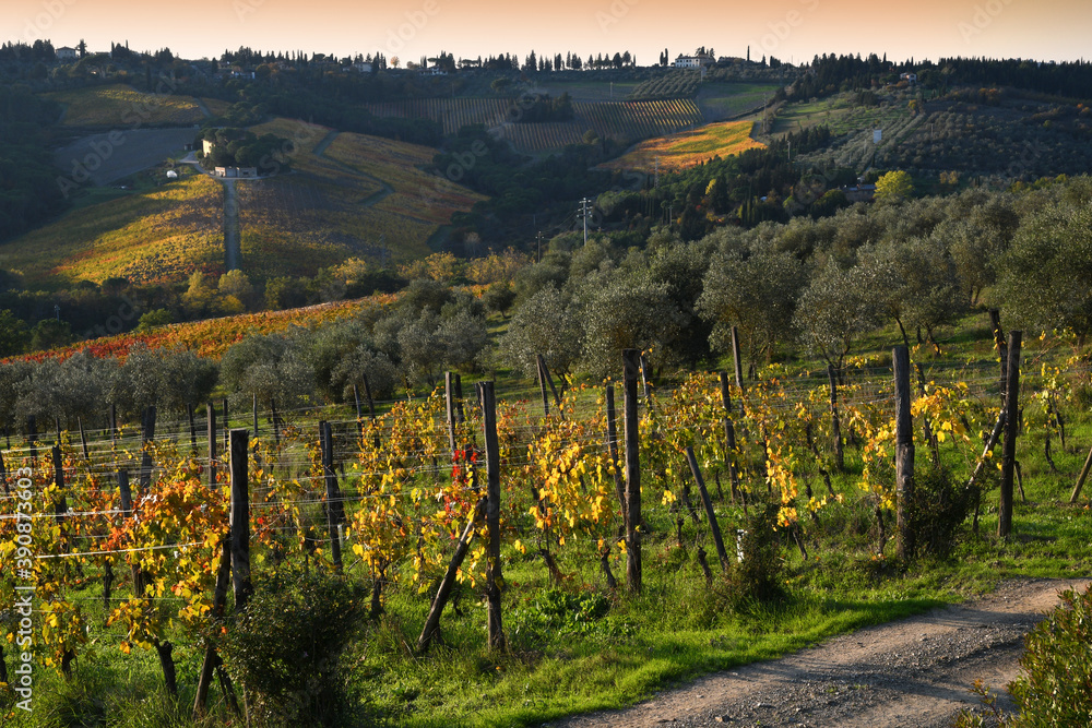 colorful vineyards at sunset during autumn season in the Chianti Classico area near Greve in Chianti (Florence), Tuscany. Italy.