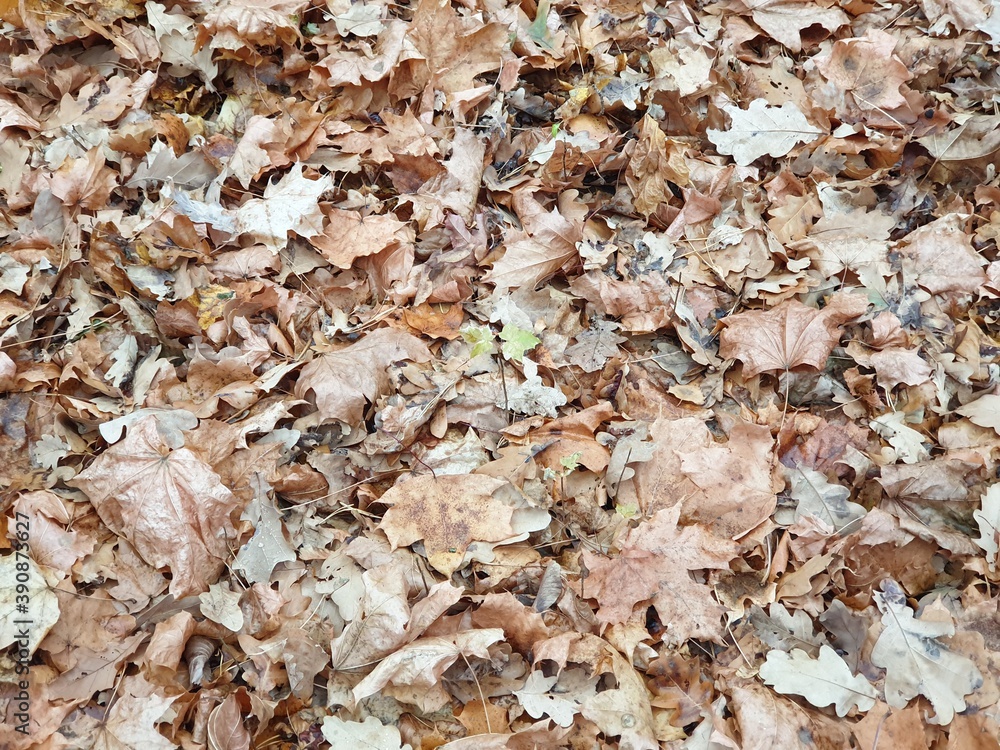 Dead autumn leaves on the ground. Autumn melancholy. Natural colors of late autumn. Background. Close-up. Dead autumn leaves on the ground. Autumn melancholy. Natural colors of late autumn. Background. Close-up.