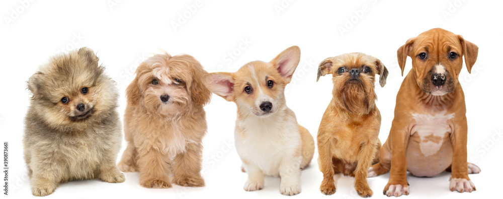 Five puppies of different breeds
