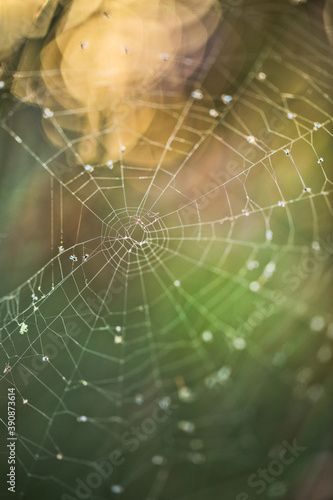 Spider web colorful macro background.