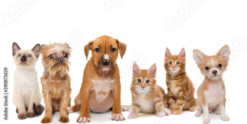 Portrait of small kittens and puppies