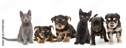 Puppies and kittens of different breeds