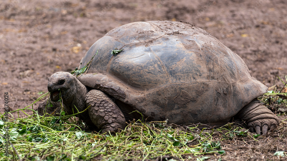 Obraz premium giant tortoise eating grass
