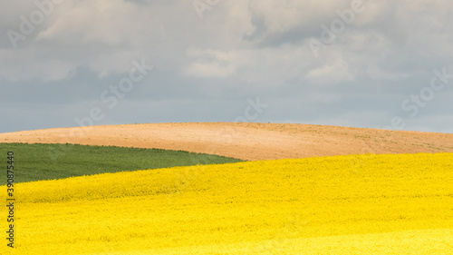Fényképezés Field of a bloomy rape at spring