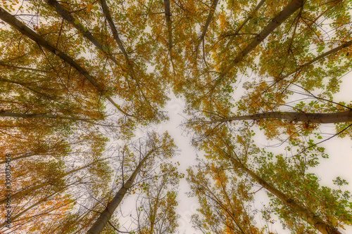 Fototapeta Naklejka Na Ścianę i Meble -  It's autumn time. Colorful leaves on the trees. Colorful leaves fallen to the ground. Autumn mood. Uludag National Park, Bursa.