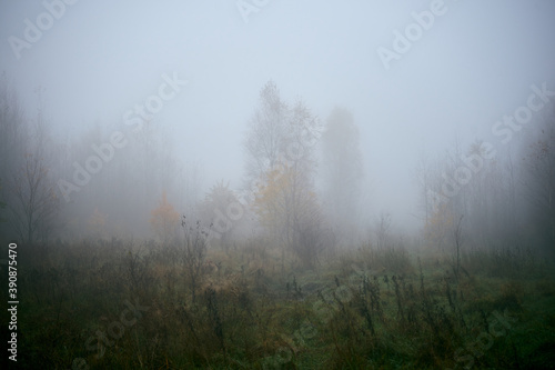 łąką we mgle ,drzewo ,łąka,mgła 