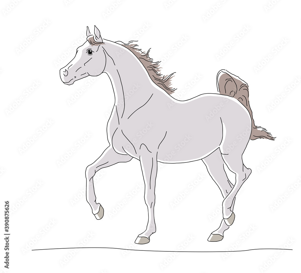 Obraz premium Arabian gray horse with long mane run forward