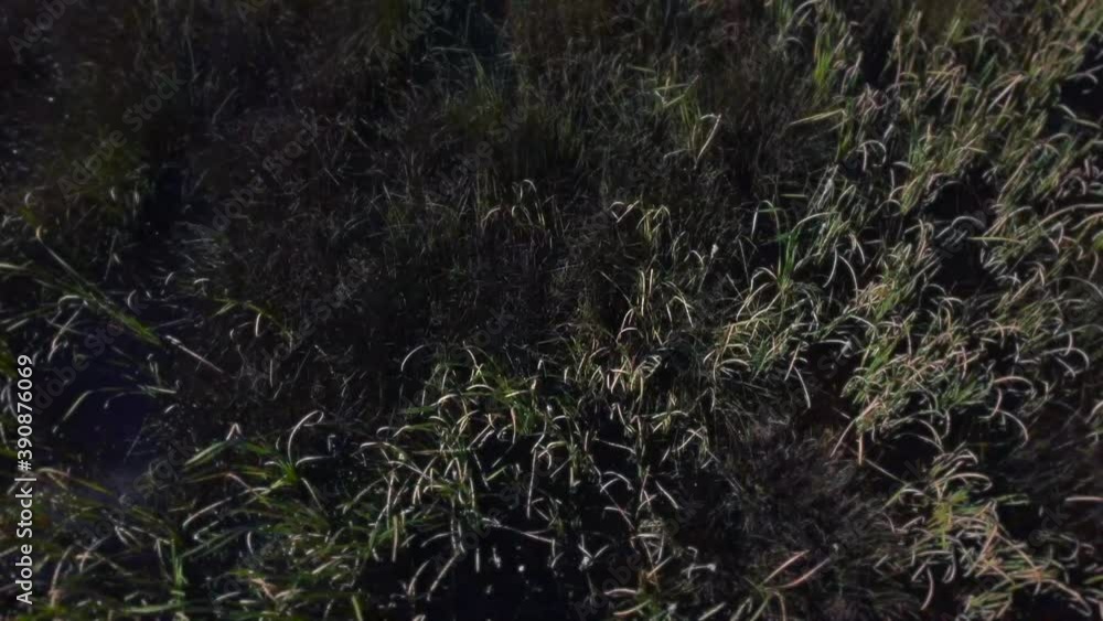 Drone view over mashes. Aerial flight over swamps Drone view over mashes. Aerial flight over swamps