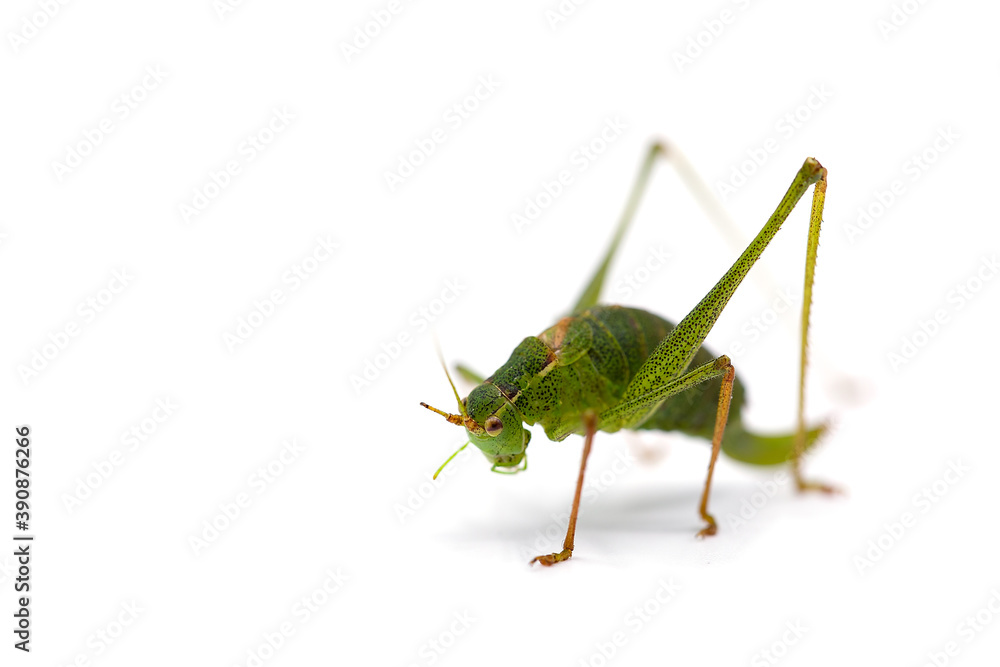 macro of a grasshopper isolated on white macro of a grasshopper isolated on white