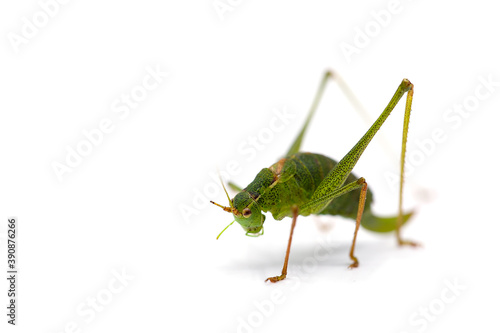 macro of a grasshopper isolated on white