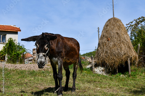 Poor donkey posing to camera with a haystack in the background.