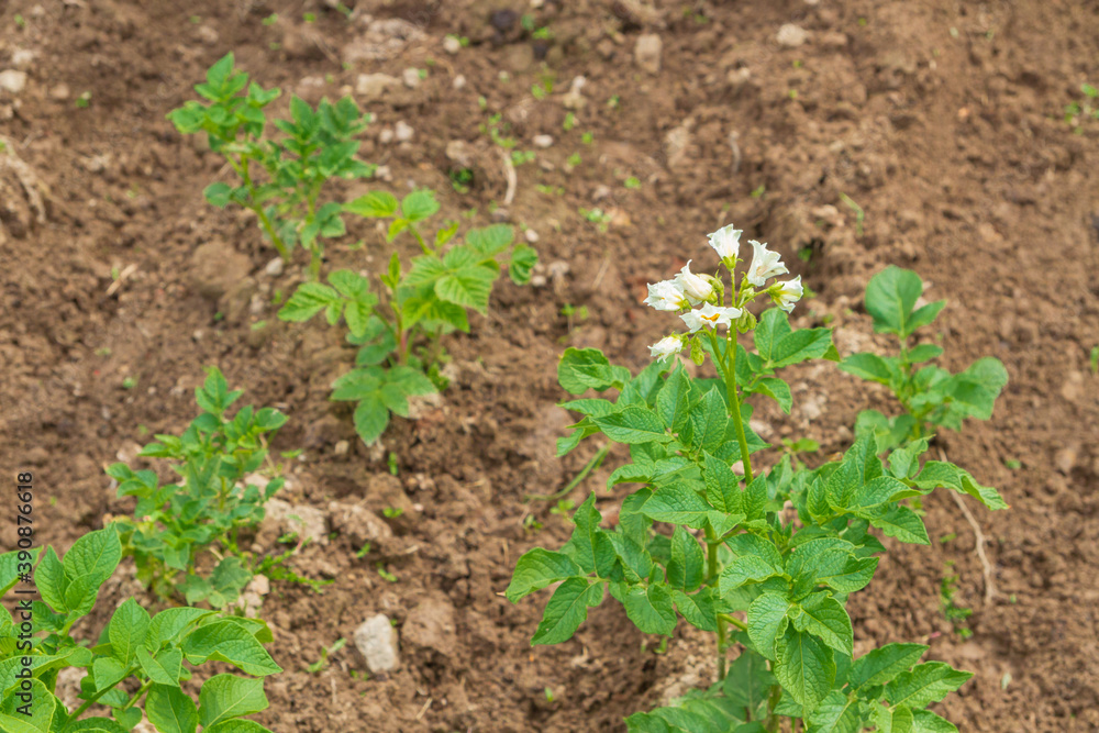 Potato blooms with white flowers on the beds in summer Potato blooms with white flowers on the beds in summer
