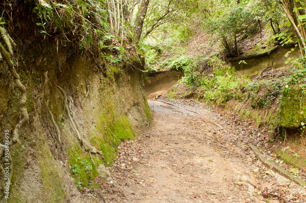 Vie Cave in Città del Tufo Archaeological Etruscan Park, Tuscany, Italy Vie Cave in Città del Tufo Archaeological Etruscan Park, Tuscany, Italy