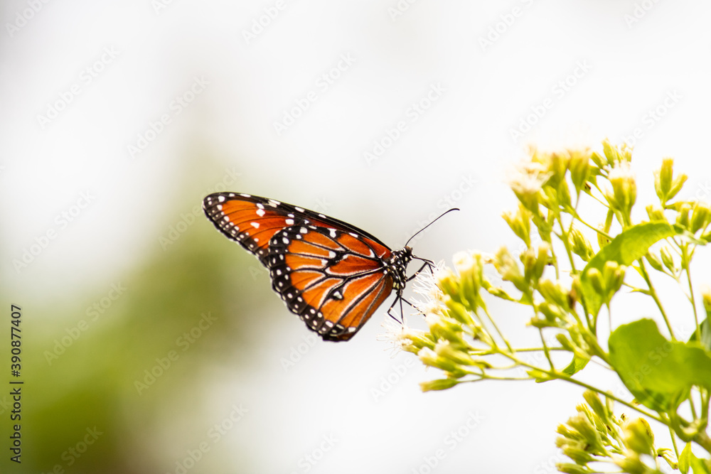 Fototapeta premium butterfly on flower