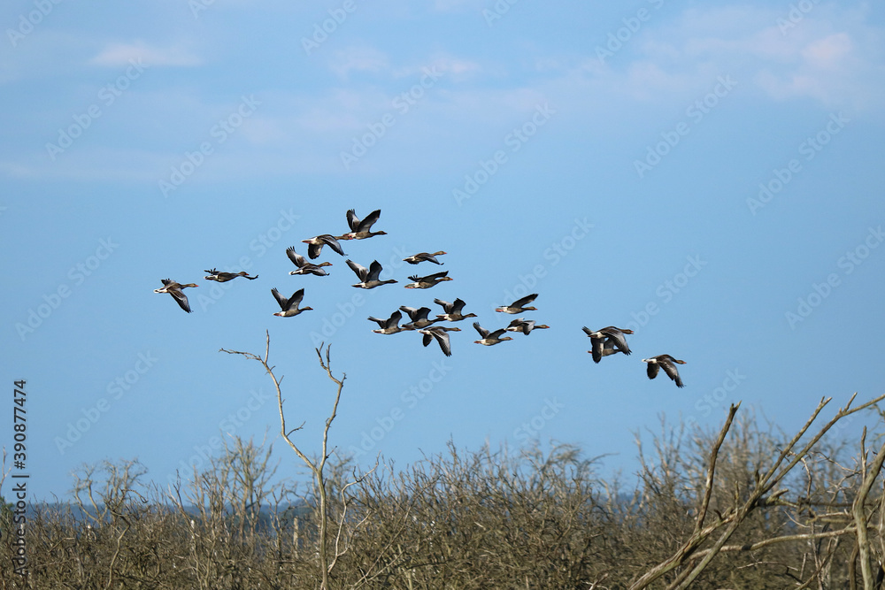 viele Graugänse fliegen am blauen Himmel viele Graugänse fliegen am blauen Himmel