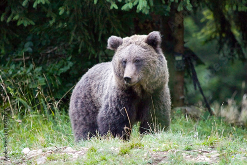 Wild brown bear, Ursus arctos, Slovenia.
