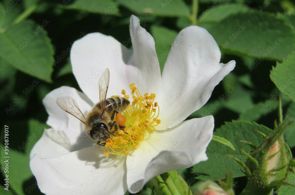Honeybee on a rosehip flower in the garden in spring, closeup Honeybee on a rosehip flower in the garden in spring, closeup