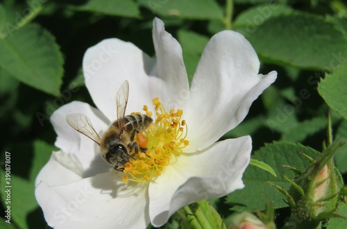 Honeybee on a white flower in the garden