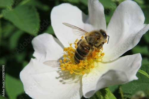Bee on rosehips flower in the garden, closeup