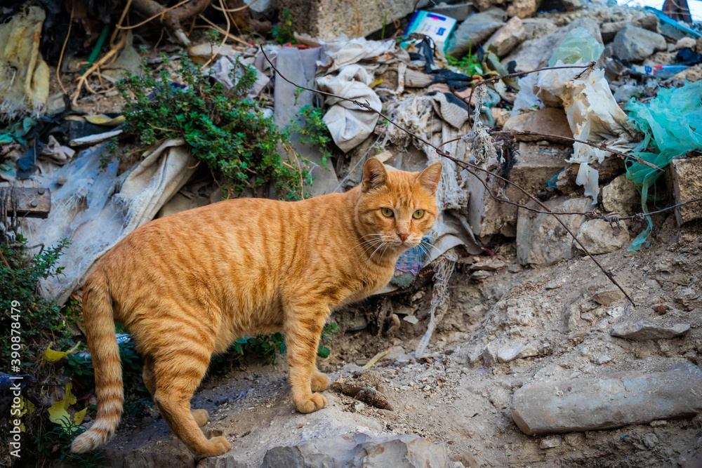 ginger cat on a background of lush greenery
ginger cat on a background of lush greenery