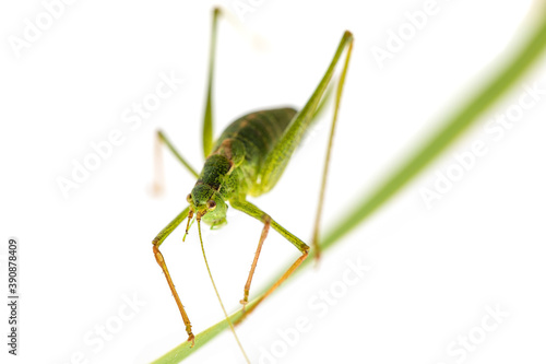 macro of a grasshopper isolated on white