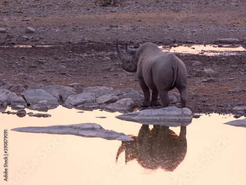 A rhino at water hole