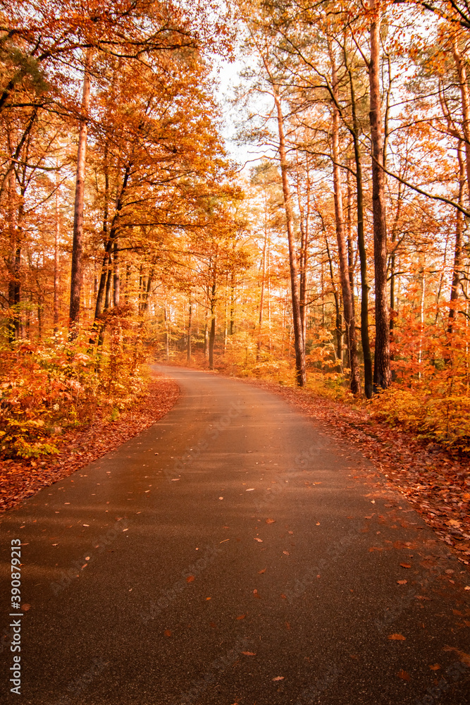 Obraz premium autumnal alley, road in germany with trees, orange way