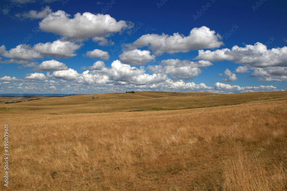 A panoramic view of the Aubrac pastures on a beautiful August afternoon.