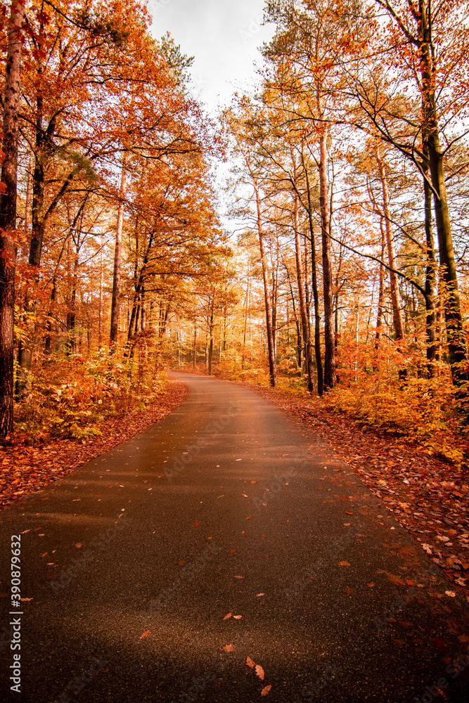 autumnal alley, road in germany with trees, orange way autumnal alley, road in germany with trees, orange way