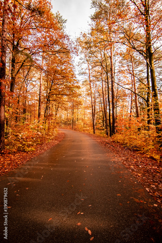 autumnal alley, road in germany with trees, orange way